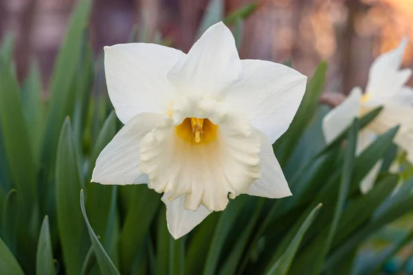 Yeşil Arkaplanda Beyaz Nergis Narcissus — Stok fotoğraf