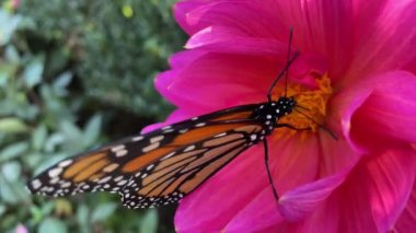 Kral kelebeği, doğayı kirleten bir çiçeğin nektarıyla besleniyor.