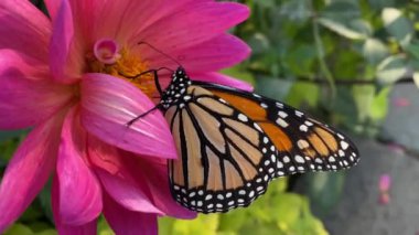 Kral kelebeği, doğayı kirleten bir çiçeğin nektarıyla besleniyor.