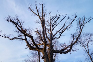 Büyük ağaç silueti. Mavi gökyüzüne karşı çıplak dallar. Arka planda bulutlar, mavi gökyüzünde yaprak yok.,