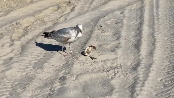 Grande Gabbiano Bianco Mangiare Pesce Sulla Spiaggia Spiaggia Sabbia — Video Stock