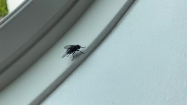 Yuvarlak pencere çerçevesinde siyah sinek