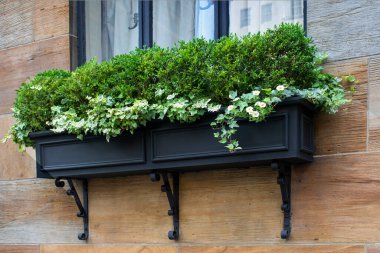 Yeşil bitkilerle dolu kara pencere dikme kutusu.