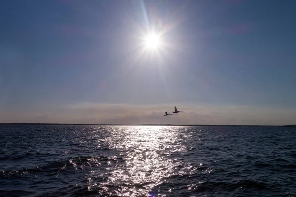 两只雁群飞越海水和明亮的太阳天空的轮廓 — 图库照片