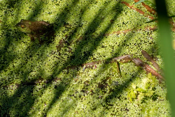 Shadows Fog Swamp Waters Green Plant Life — Stock Photo, Image