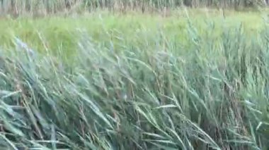 Rüzgarda savrulan çimen yapraklarının yeşilliği