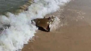 Kıyıda kanat çırpan Cownose Ray Rhinoptera bonasus kahverengisi, uçurtma şeklinde uzun, kırbaç gibi kuyruklu bir ışın. Atlantik kıyısında oldukça göçmen bir türdür.