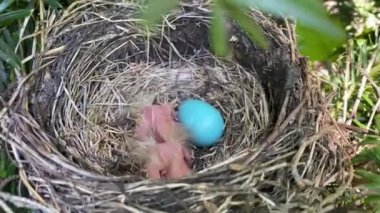 Amerikalı Robin ötücü kuşu gri-kahverengi kuşlar sıcak turuncu alt parçaları, gaga ve koyu kafalar bebek mavi yumurtaları ve yeni yavrularıyla yuva yaparlar.