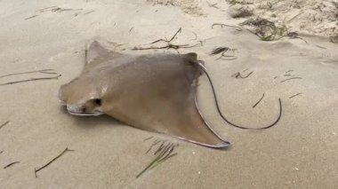 Kıyıda kanat çırpan Cownose Ray Rhinoptera bonasus kahverengisi, uçurtma şeklinde uzun, kırbaç gibi kuyruklu bir ışın. Atlantik kıyısında oldukça göçmen bir türdür.