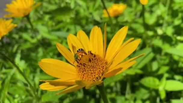 Grön Gul Glänsande Skimrande Med Benen Fulla Pollen Landar Gul — Stockvideo