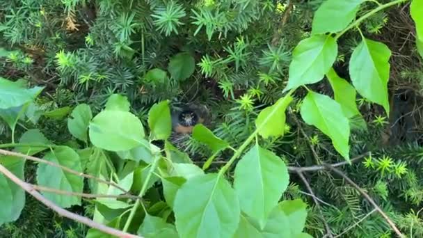 American Robin Zangvogel Grijs Bruine Vogels Met Warme Oranje Onderkant — Stockvideo