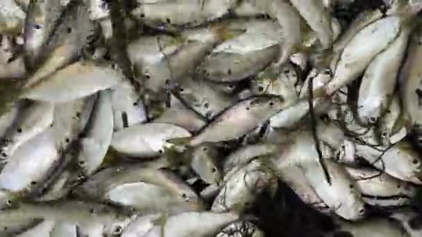 Peces Vivos Cacahuete Bunker Striper Cebos Para Pescar Con Una — Vídeos de Stock