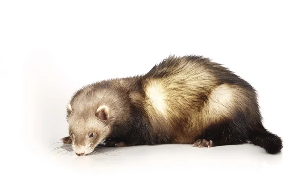 Natuurlijke kleur ferret mannelijke op witte achtergrond — Stockfoto