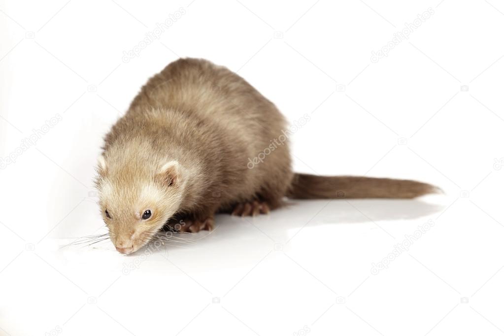 Chocolate color ferret female on white background