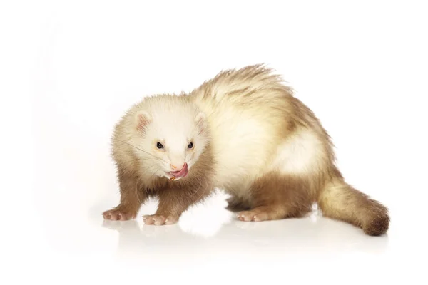 Cinnamon color ferret female on white background — Stock Photo, Image