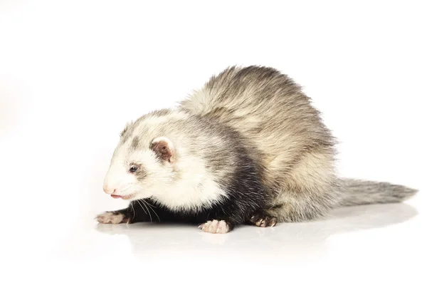 Ferret schoonheid op witte achtergrond — Stockfoto