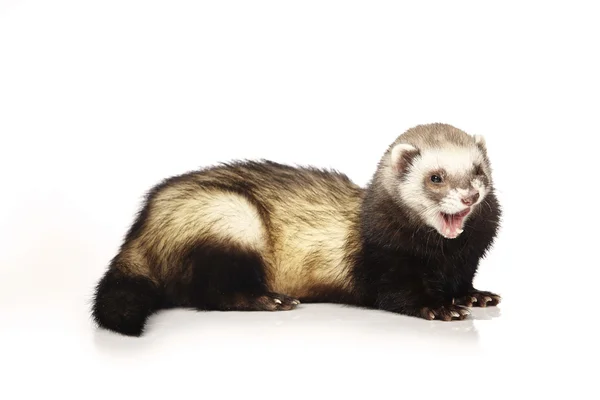 Stylish ferret male on white background — Stock Photo, Image