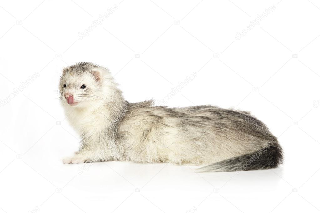 Nice silver ferret &#8212; Stock Photo © Couperfield #101350720