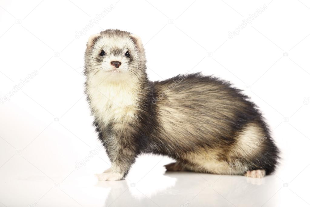 Posing pretty ferret