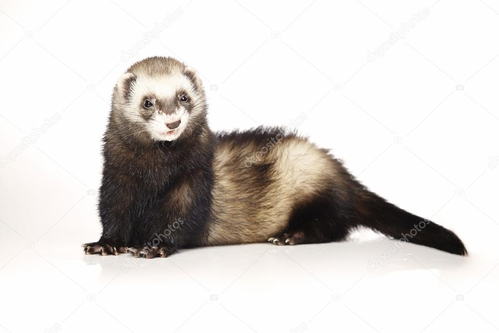 Nice ferret boy on white background