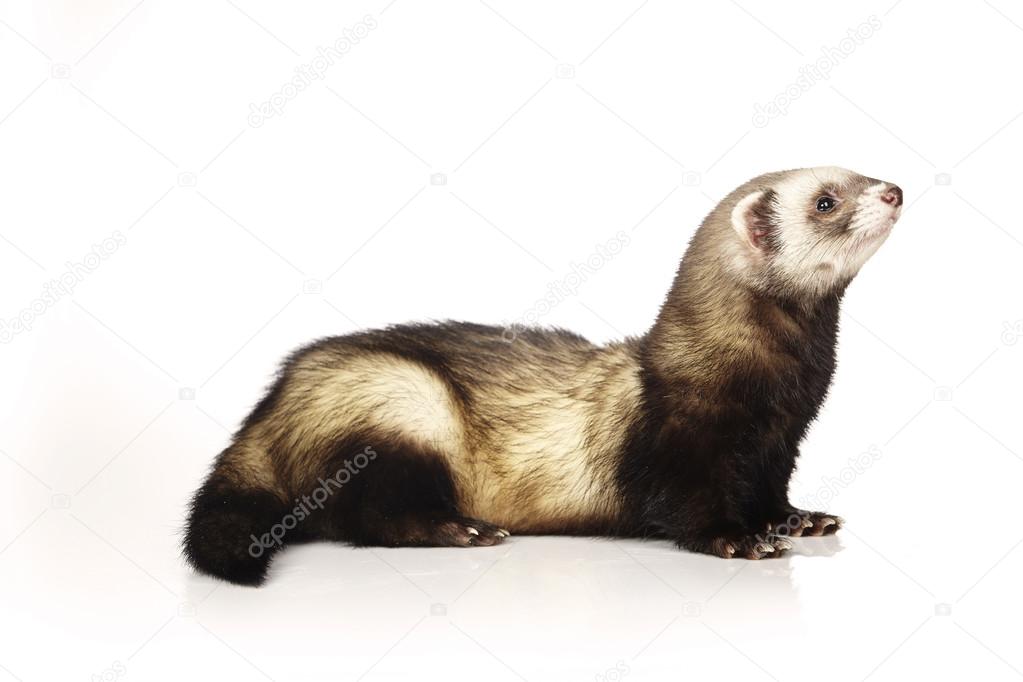 Natural ferret male on white background