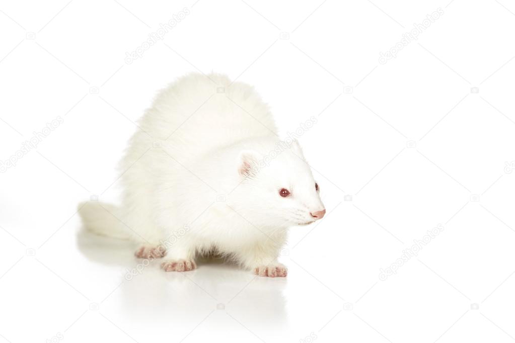 Beauty of albino ferret on white background