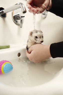 Oyuncak, sıcak su ve banyo yaban gelinciği