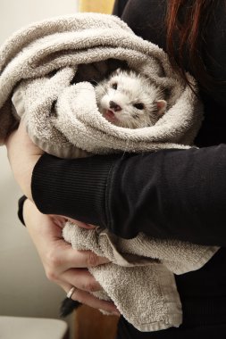 Ferret after bathing in towel clipart