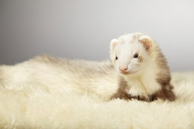 Studio Divan poz güzel şampanya yaban gelinciği