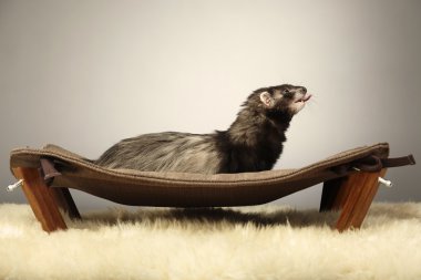 Oldukça karanlık gelincik Divan Studio poz