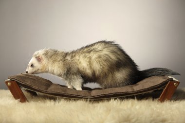 Erkek tembel üzerinde poz yaban gelinciği