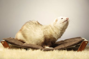 Tembel üzerinde poz şampanya yaban gelinciği