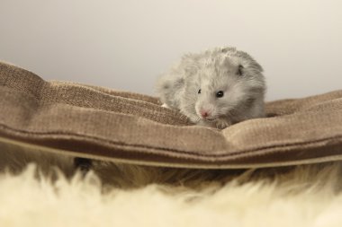 Divan Studio küçük gri hamster