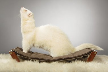 Albino ferret erkek studio poz