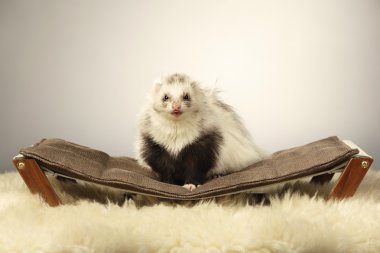 Angora gelincik güzellik tembel üzerinde