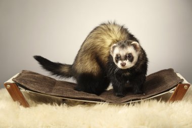 Tembel üzerinde poz güzel gelincik erkek