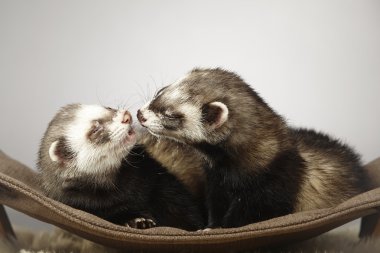 Studio çift öpüşme yaban gelinciği