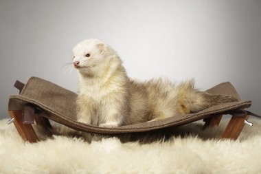 Tembel Studio üzerinde güzel yaban gelinciği