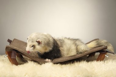 Özel yapım tembel güzel gelincik erkek