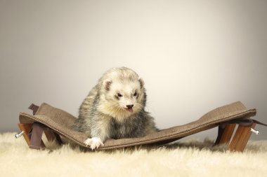 Oldukça gümüş gelincik erkek