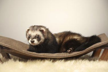 Standart renk ne kadar güzel erkek yaban gelinciği