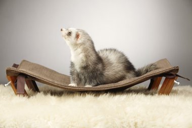 Diğer desenler kanepede poz yaban gelinciği