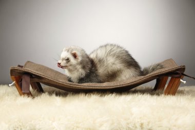 Diğer desenler aylâk oturan yaban gelinciği