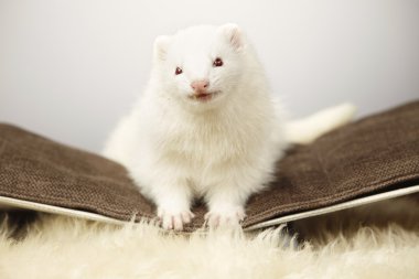 Kanepenin üzerinde poz albino gelincik