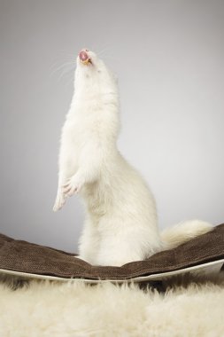 Stüdyoda kalmak albino gelincik