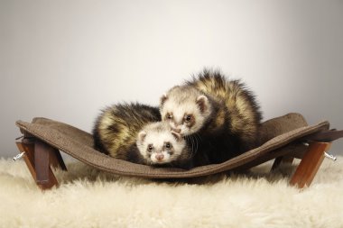 Güzel gelincik çift kanepede poz