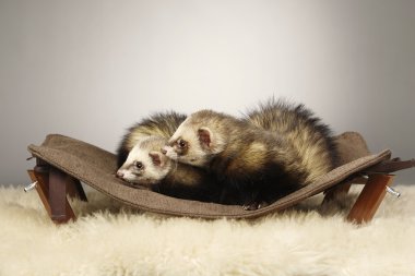 Güzel gelincik çift Studio