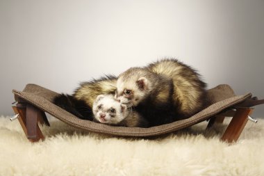 Gelincik erkek ayartma erkek