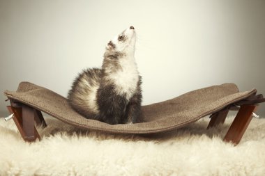 Özel yapılmış kanepede yaban gelinciği