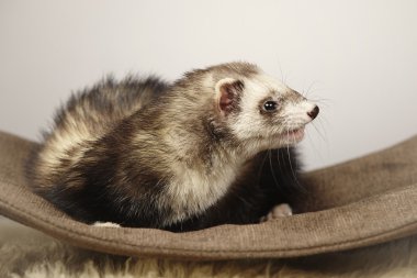 Tembel güzel gelincik kadın
